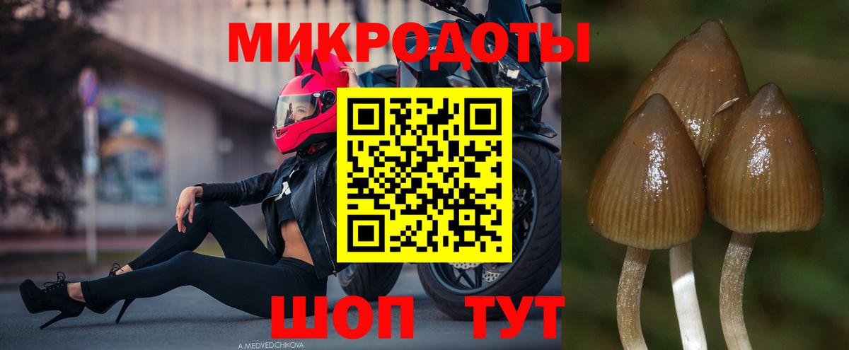 Галлюциногенные грибы Cubensis Владикавказ